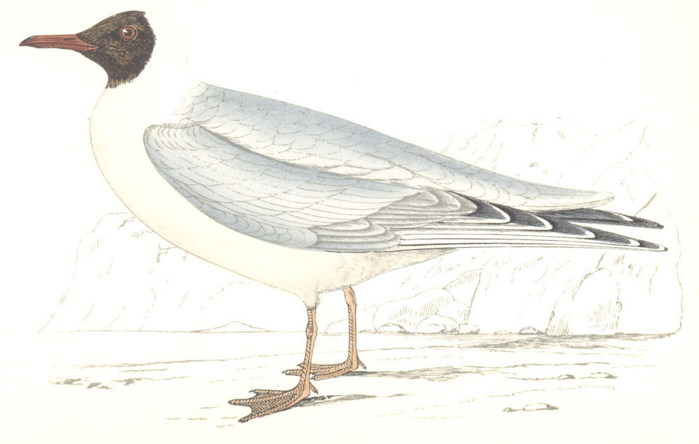 BIRDS. Masked Gull. Found in Europe. USA. Masked Gull (Morris) 1865 old print